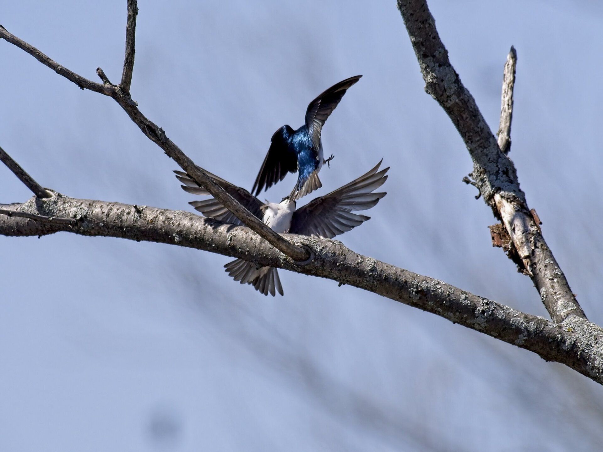 Deux oiseaux sont perchés sur une branche d'arbre avec leurs ailes déployées