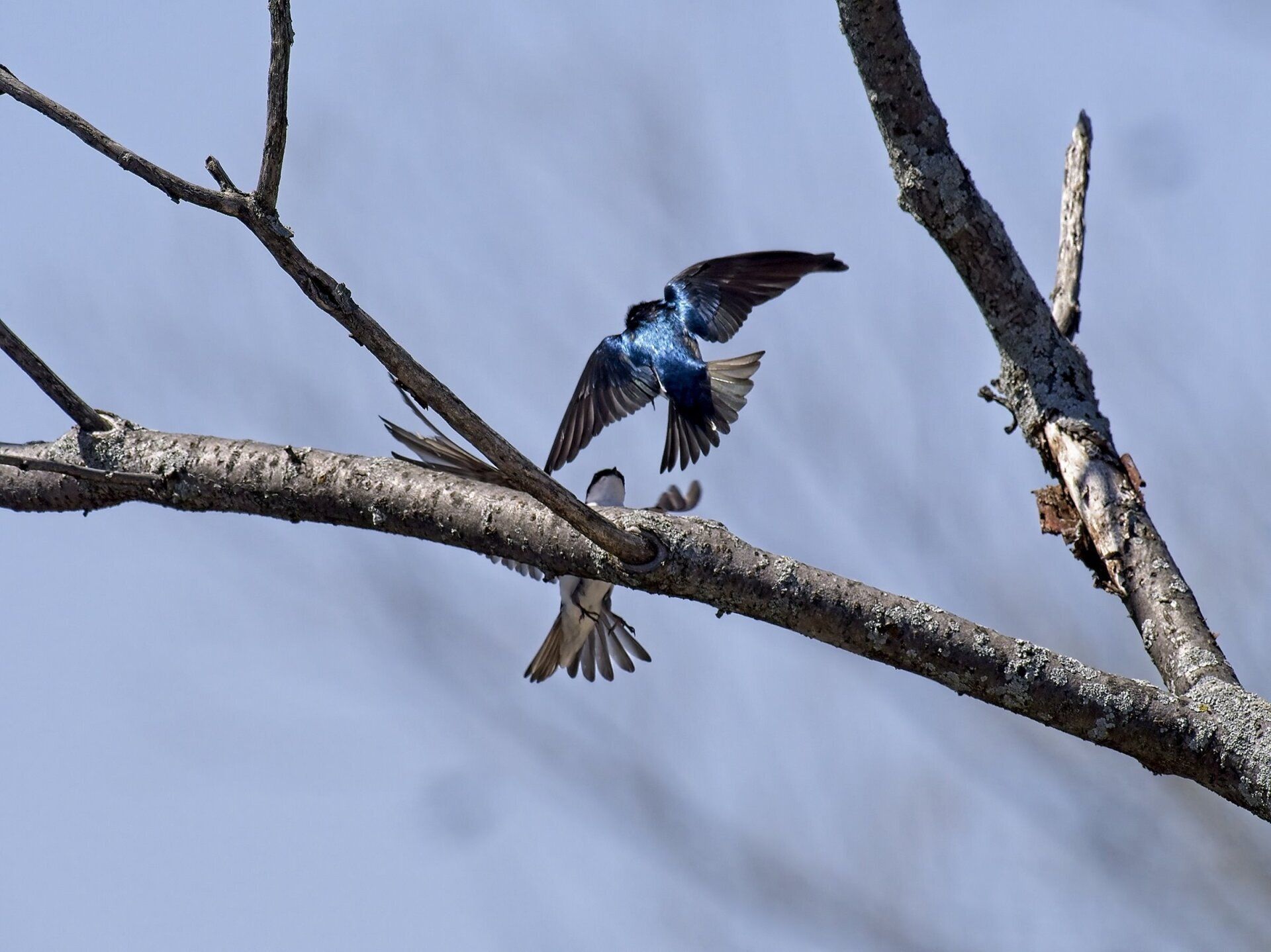 Deux oiseaux sont perchés sur une branche d'arbre.