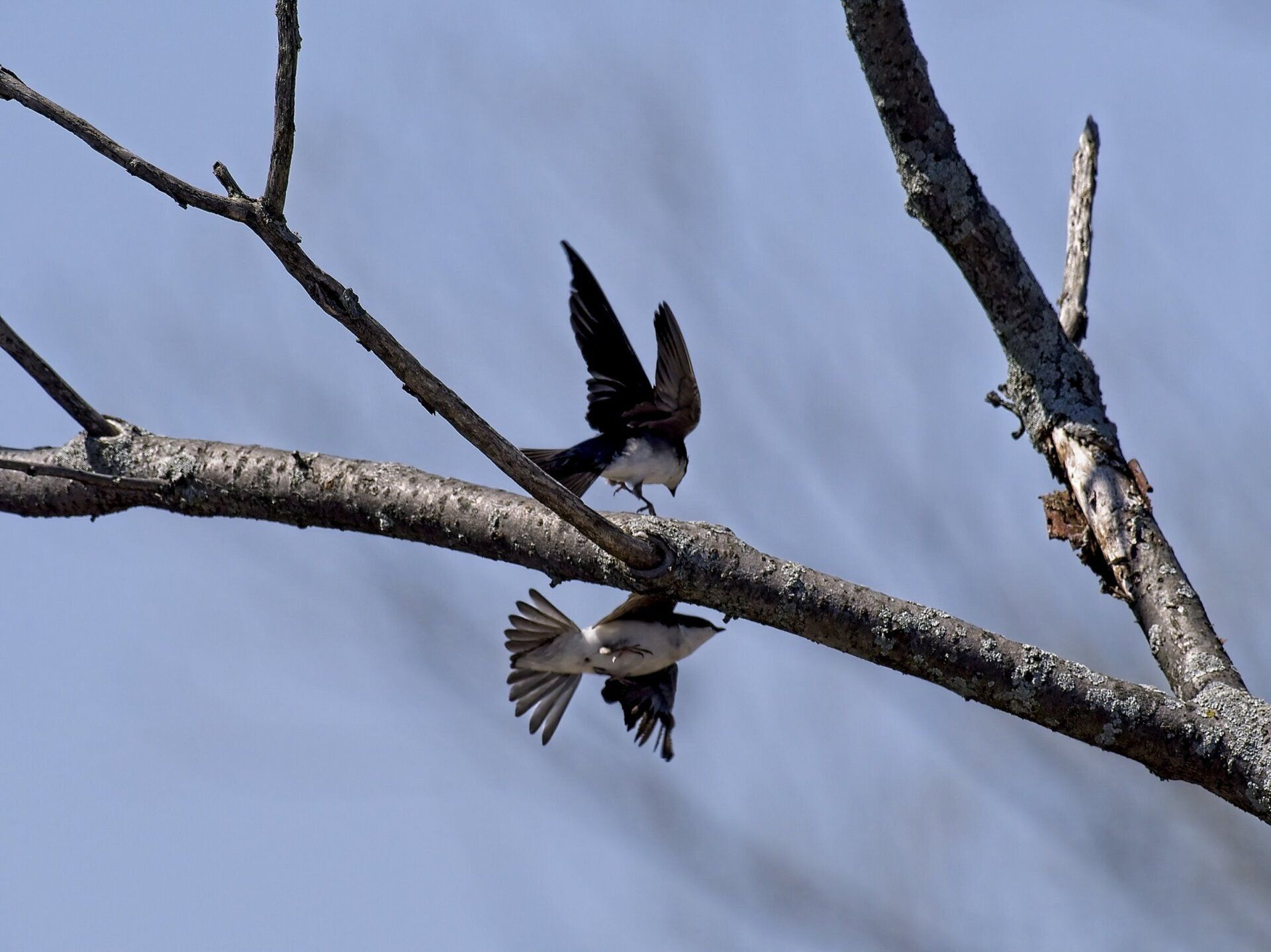 Deux oiseaux perchés sur une branche d'arbre avec leurs ailes déployées