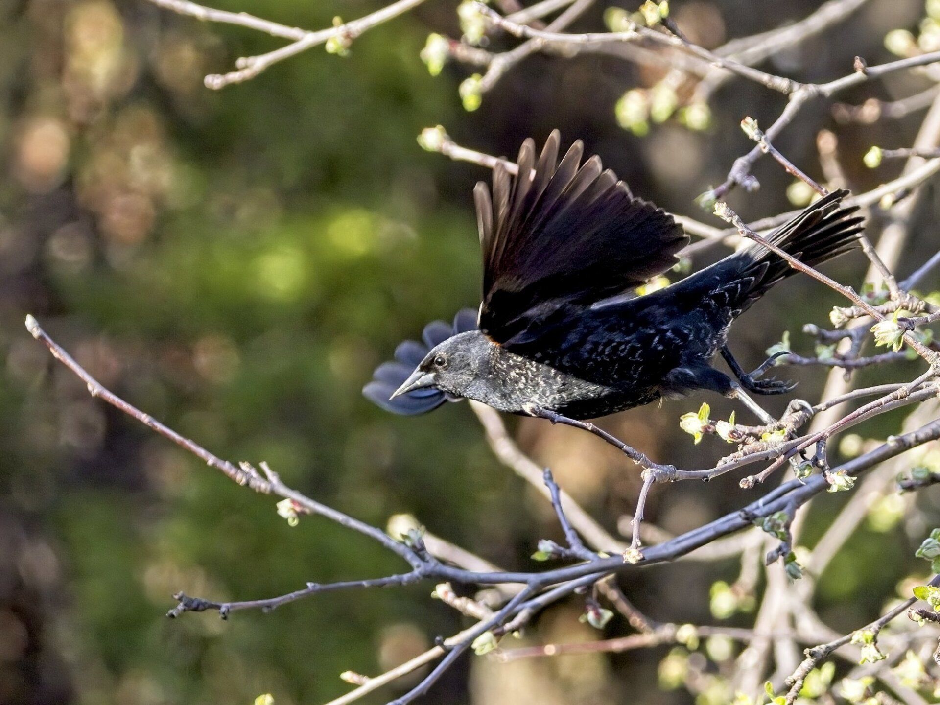 Un oiseau noir survole une branche d'arbre.