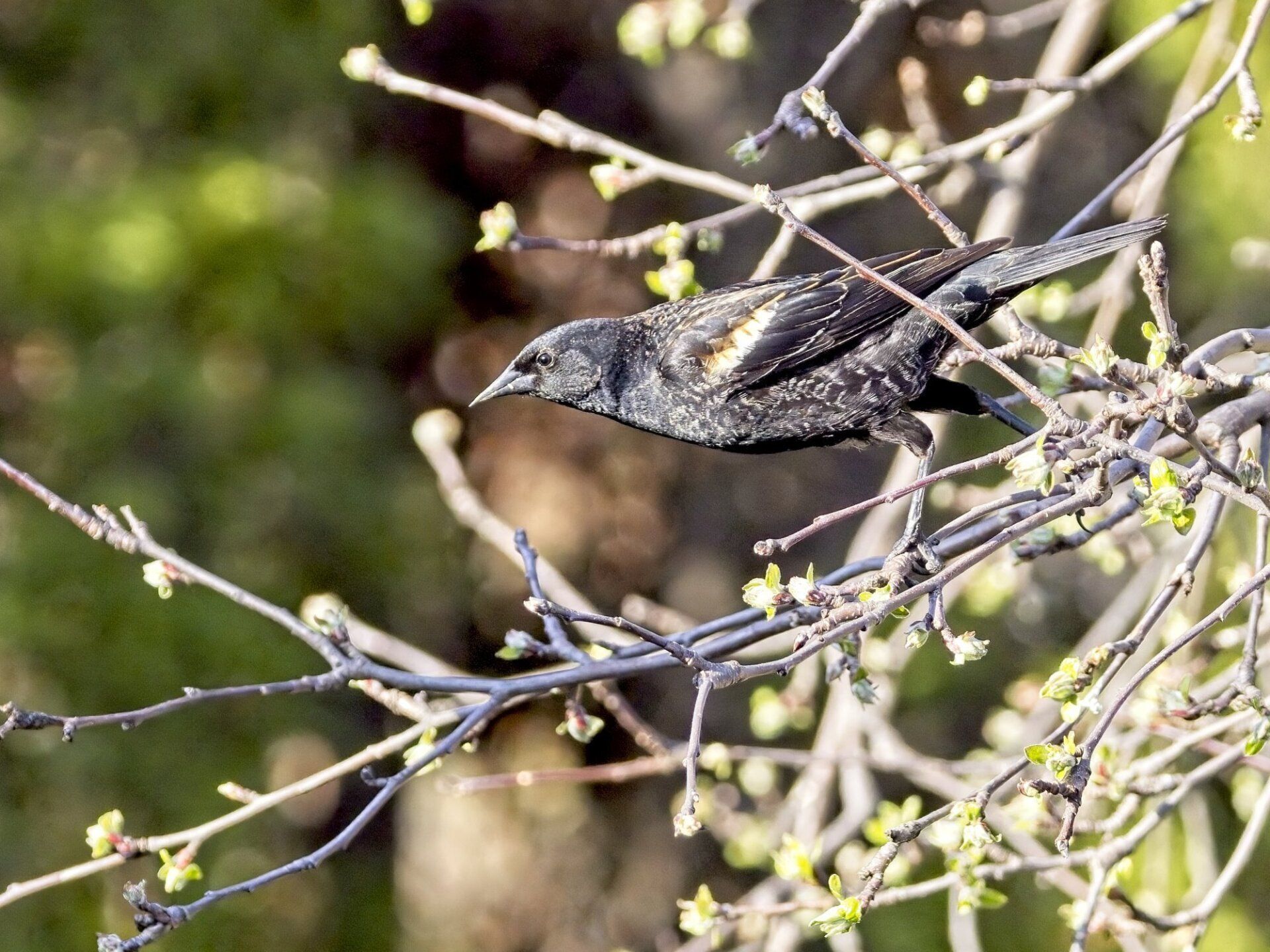 Un oiseau noir est perché sur une branche d'arbre.