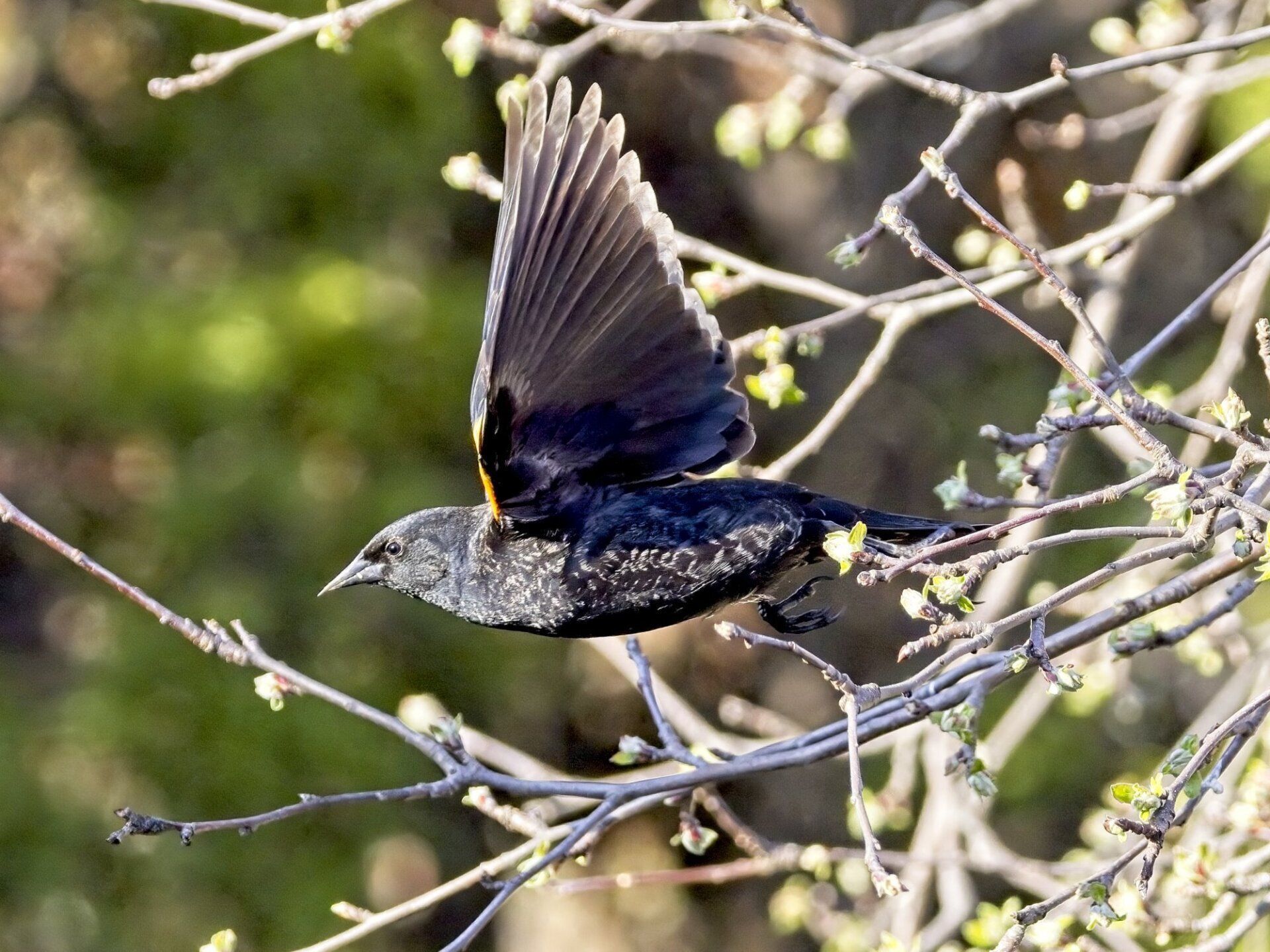 Un oiseau noir survole une branche d'arbre.