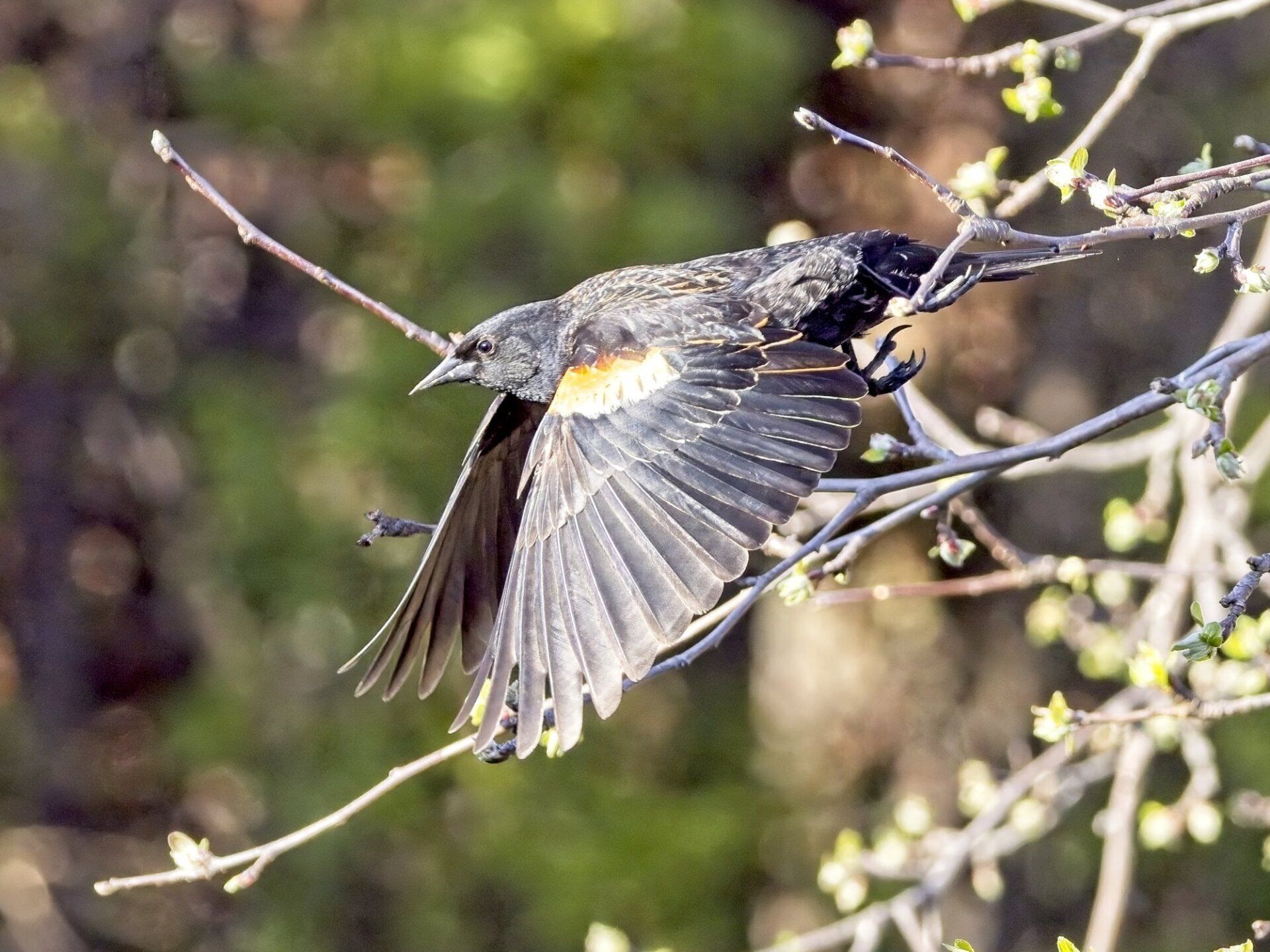 Un oiseau survole une branche d'arbre avec ses ailes déployées.