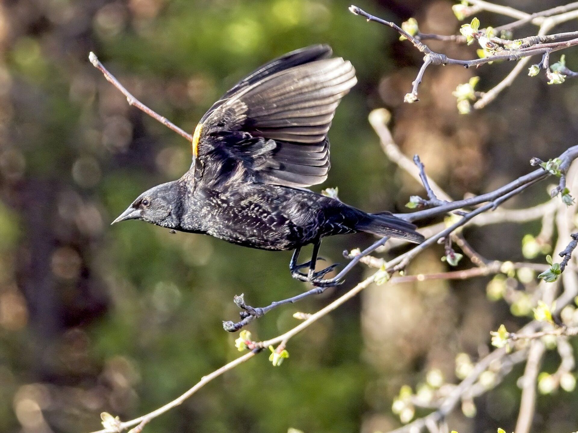 Un oiseau noir est assis sur une branche d'arbre avec ses ailes déployées.