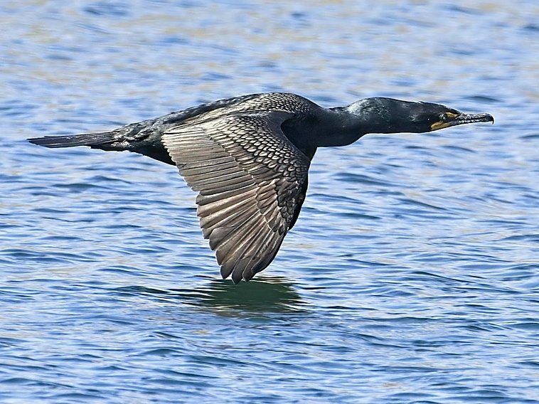 Un oiseau noir survole un plan d'eau.