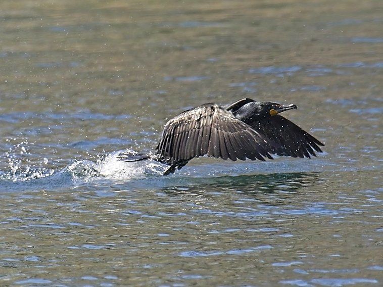 Un oiseau survole un plan d'eau.