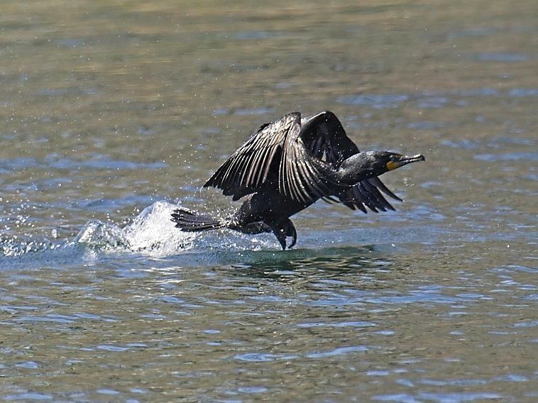 Un oiseau noir survole un plan d'eau.
