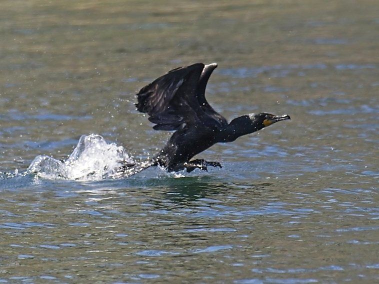 Un oiseau noir survole un plan d'eau.