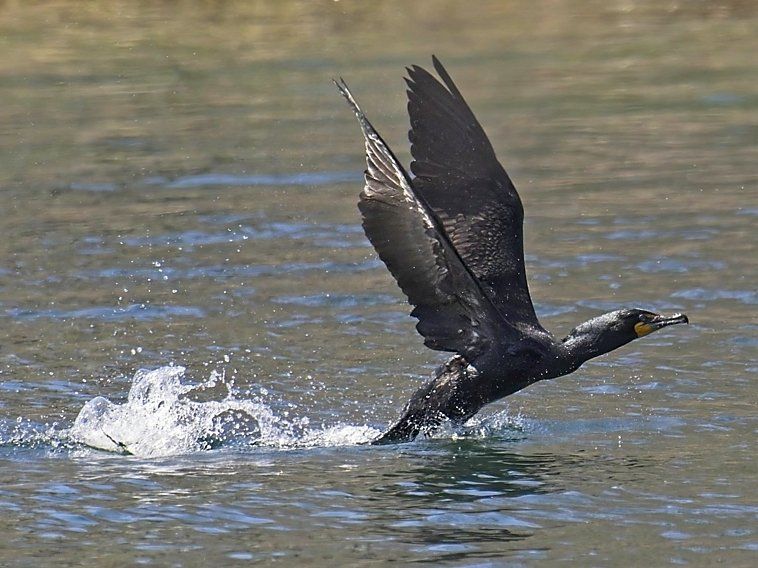 Un oiseau noir survole un plan d’eau