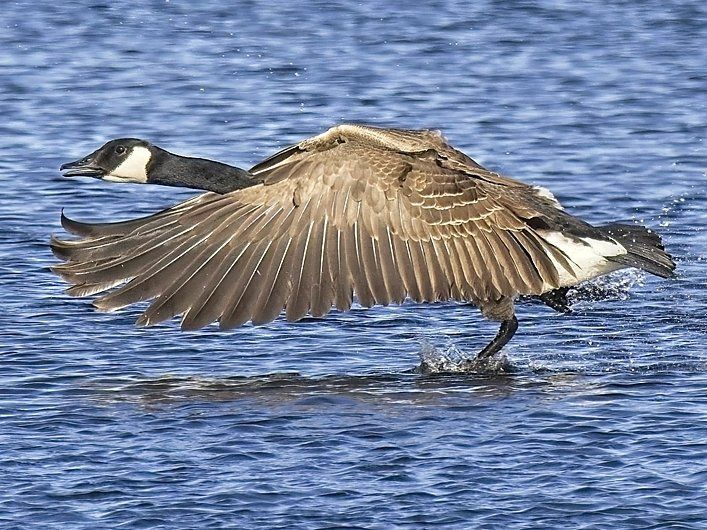 Une oie décolle de l'eau avec les ailes déployées.