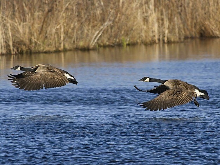 Deux oies volent au-dessus d'un plan d'eau