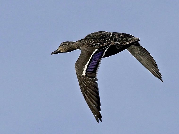 Un canard vole dans un ciel bleu