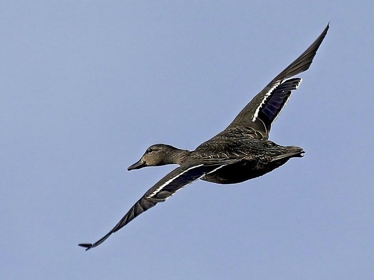 Un canard vole dans un ciel bleu avec ses ailes déployées
