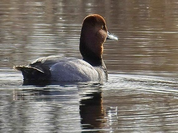 Un canard nage dans l'eau et regarde la caméra.