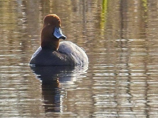 Un canard nage dans l'eau et regarde la caméra.