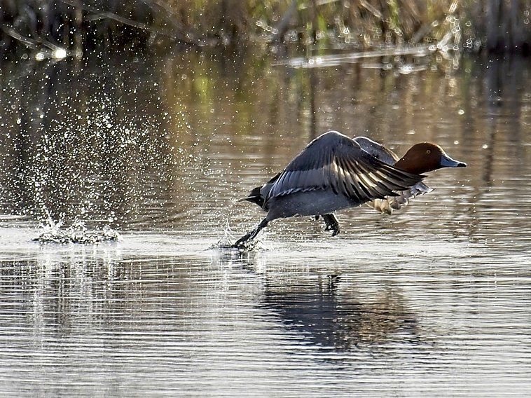 Un canard court dans l'eau avec ses ailes déployées.