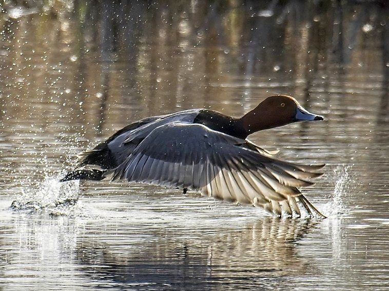 Un canard survole un plan d'eau