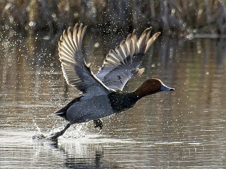 Un canard décolle de l'eau avec ses ailes déployées