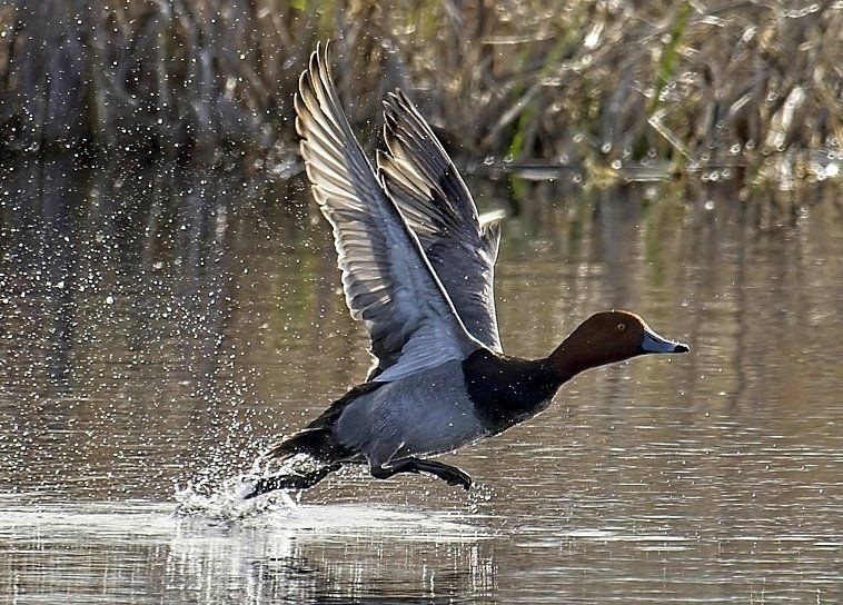Un canard survole un plan d'eau.