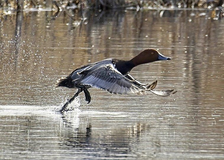 Un canard survole un plan d'eau.