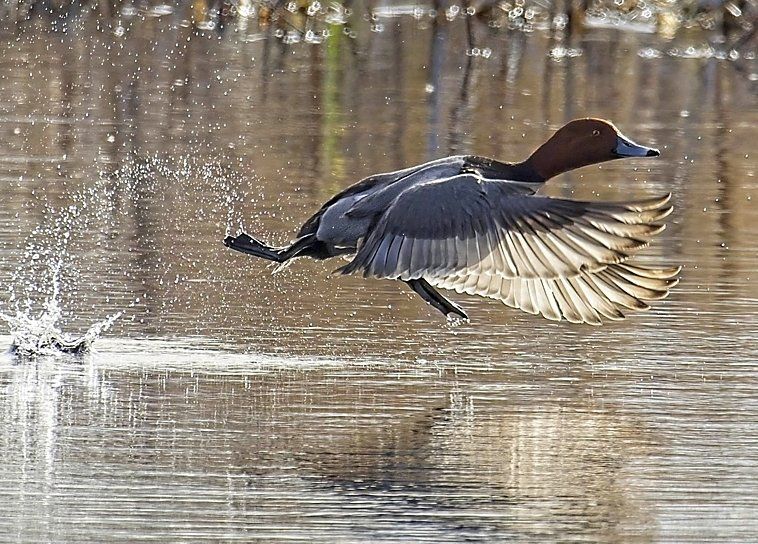 Un canard survole un plan d'eau.