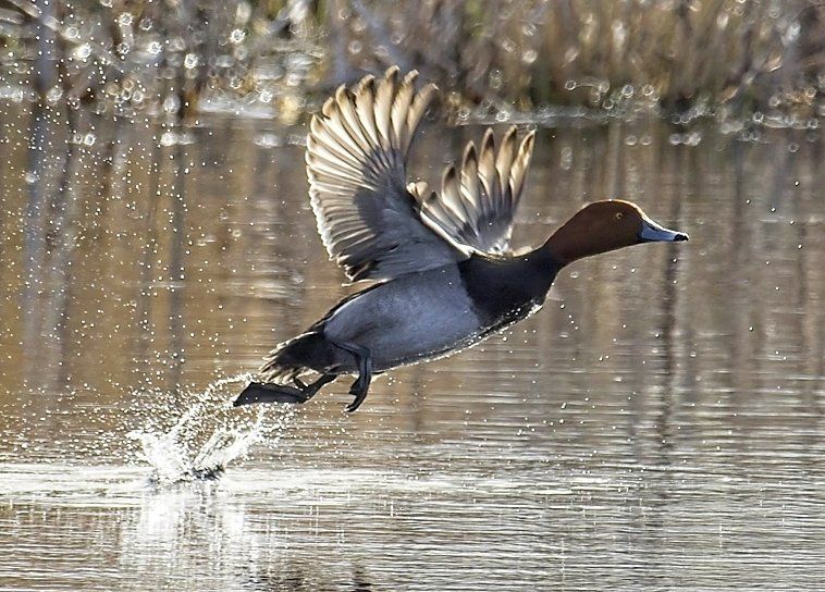 Un canard survole un plan d'eau.