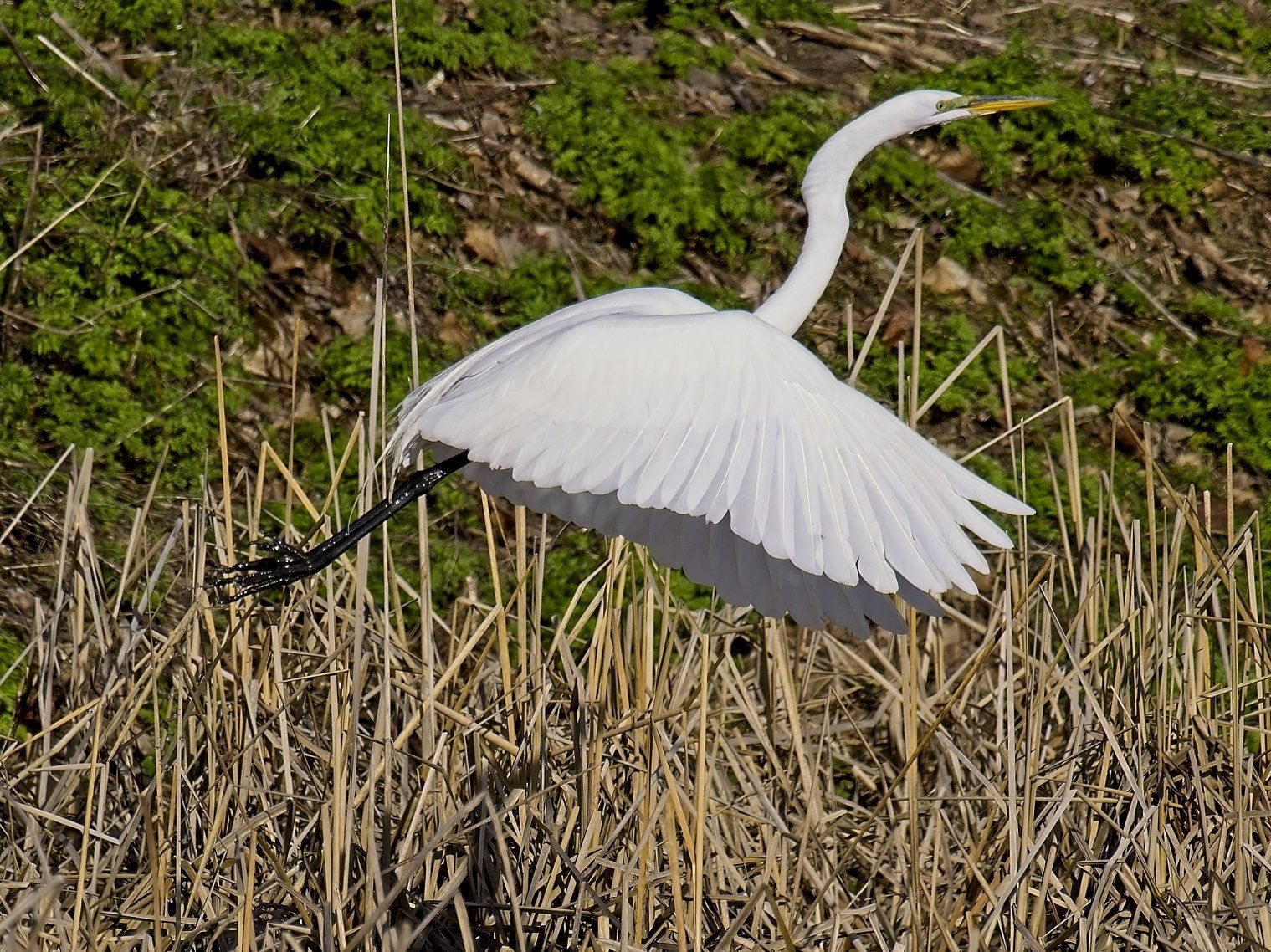Un oiseau blanc survole un champ d'herbes hautes.