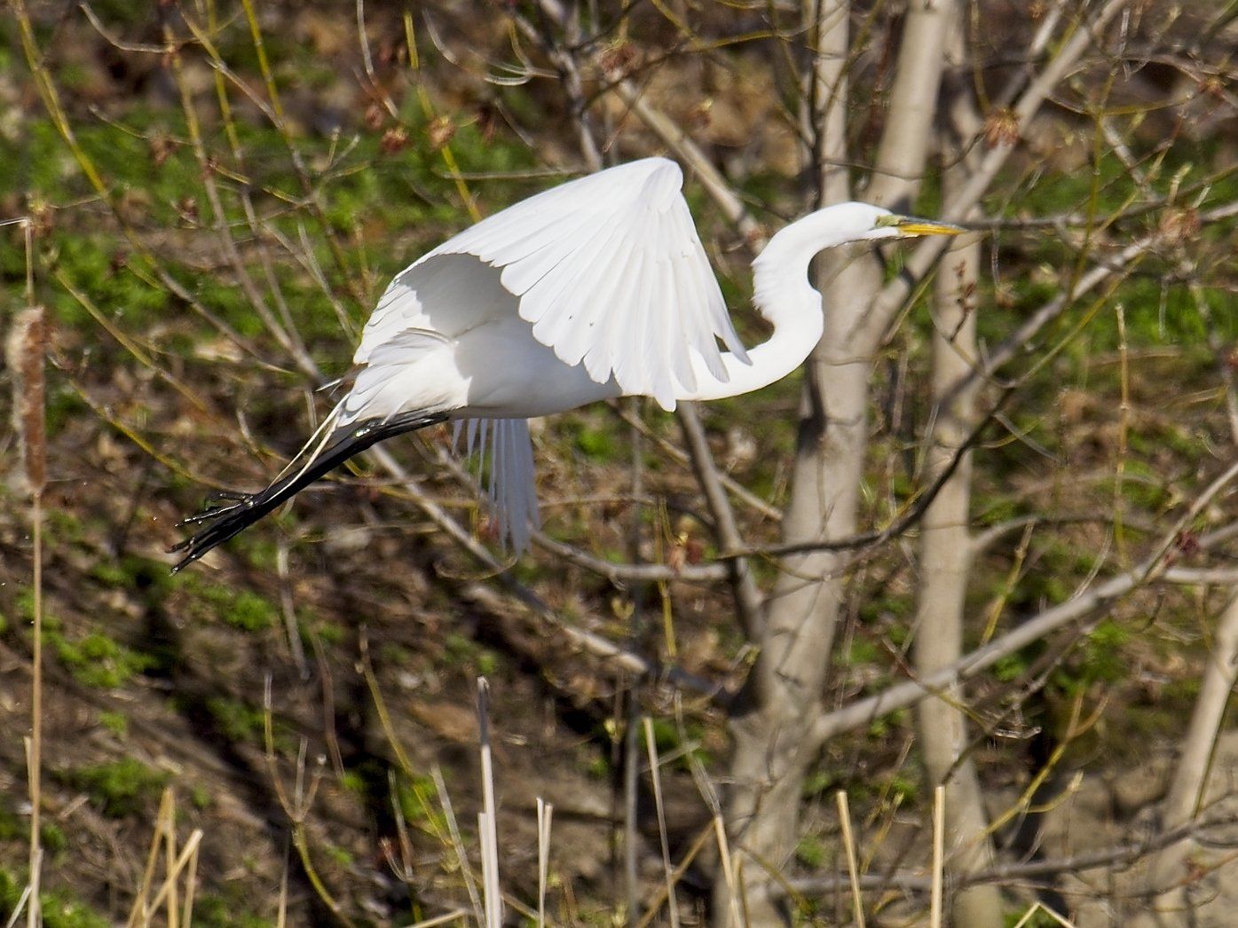Un oiseau blanc survole une branche d'arbre.