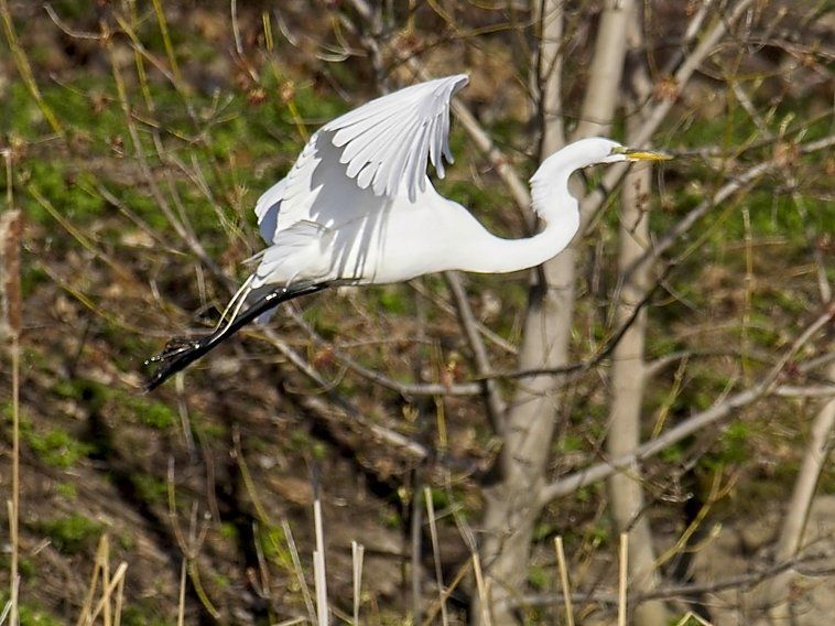 Un oiseau blanc vole dans les airs près d'un arbre.