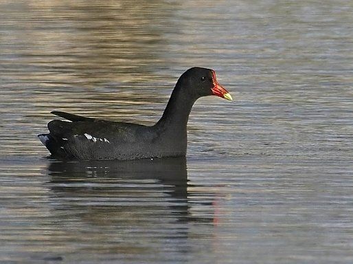 Un canard noir au bec rouge nage dans l'eau.