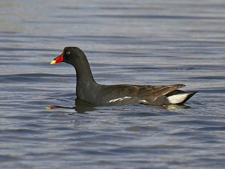 Un canard noir au bec rouge nage dans l'eau.