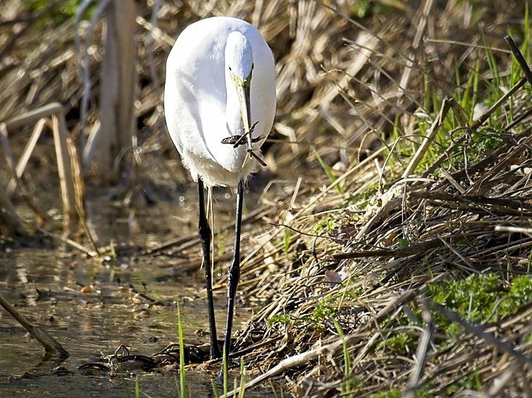 Un oiseau blanc se tient dans l'eau à la recherche de nourriture.