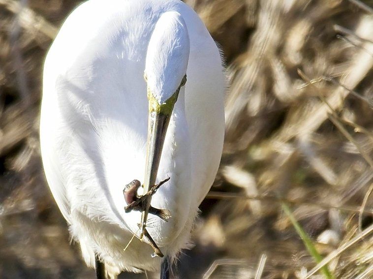 Un gros plan d'un oiseau blanc avec un bâton dans son bec
