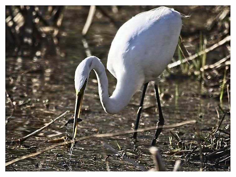 Un oiseau blanc avec un long bec se tient dans l'eau