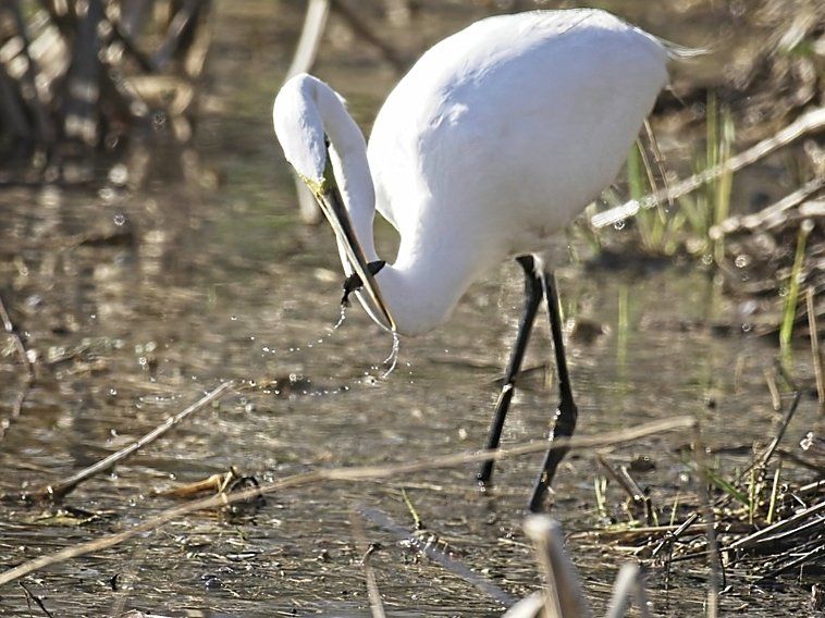 Un oiseau blanc se tient dans l'eau à la recherche de nourriture.