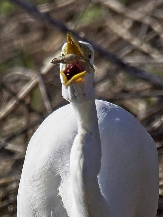 Un oiseau blanc avec un poisson dans son bec
