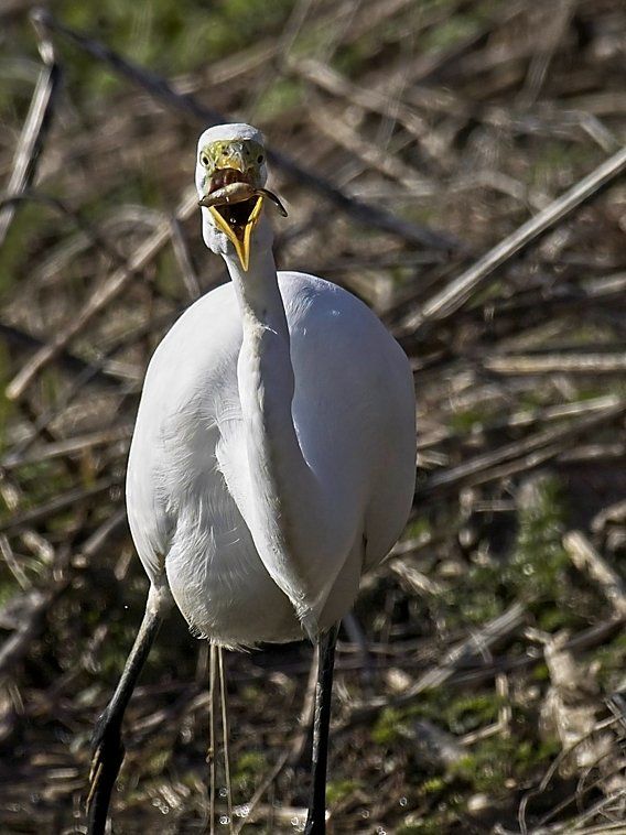 Un oiseau blanc avec un bec jaune se tient dans l'herbe