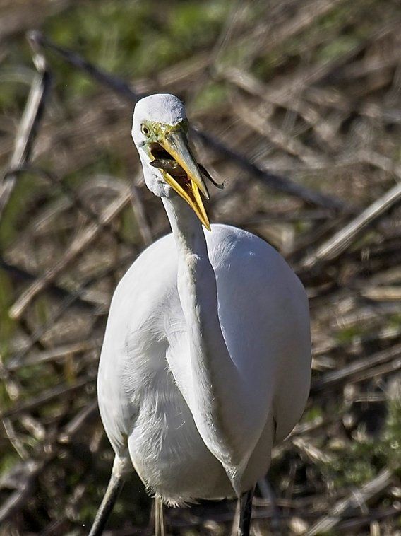 Un oiseau blanc avec un bec jaune se tient sur le sol