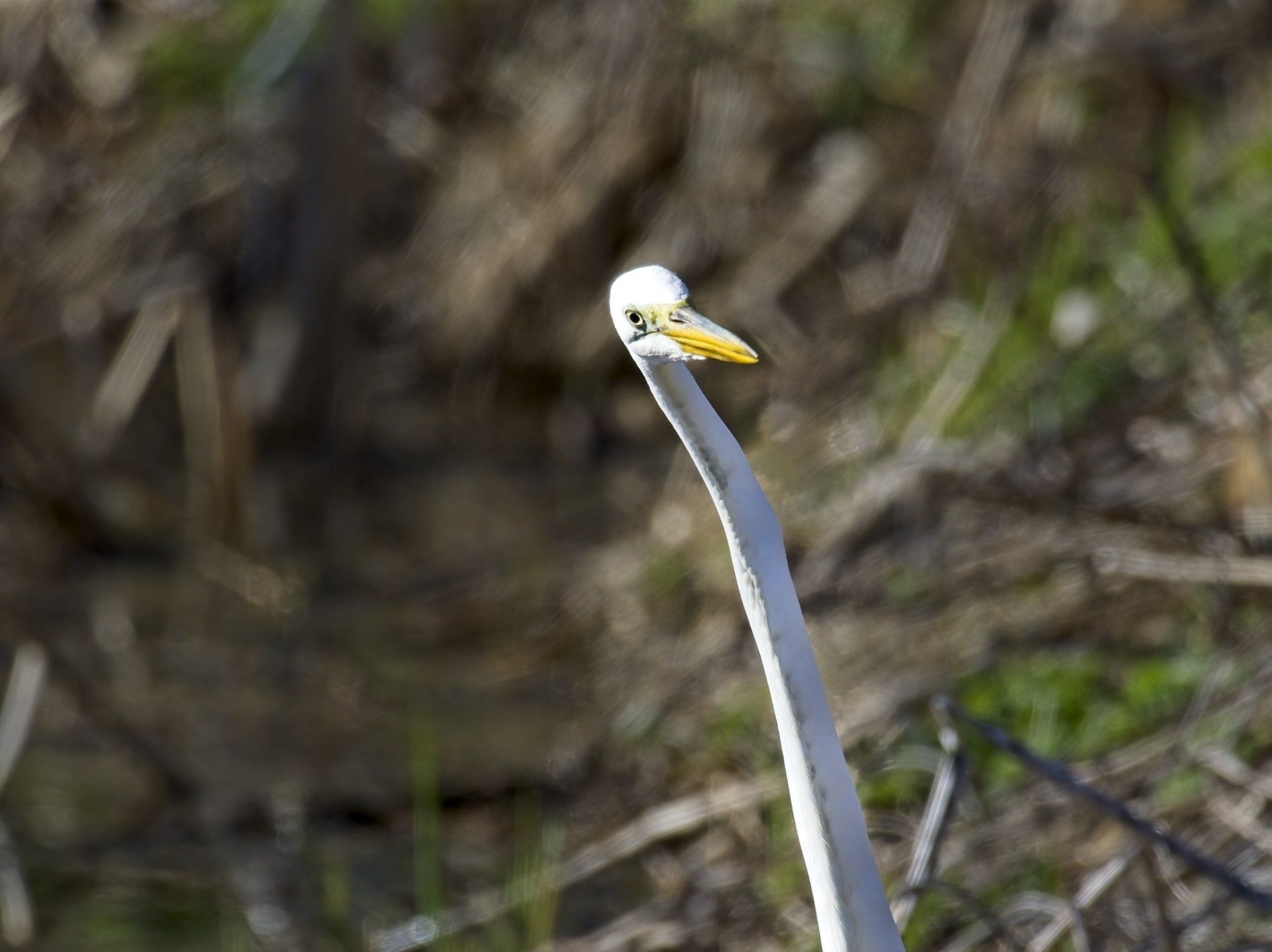 Un oiseau avec un long cou et un bec jaune