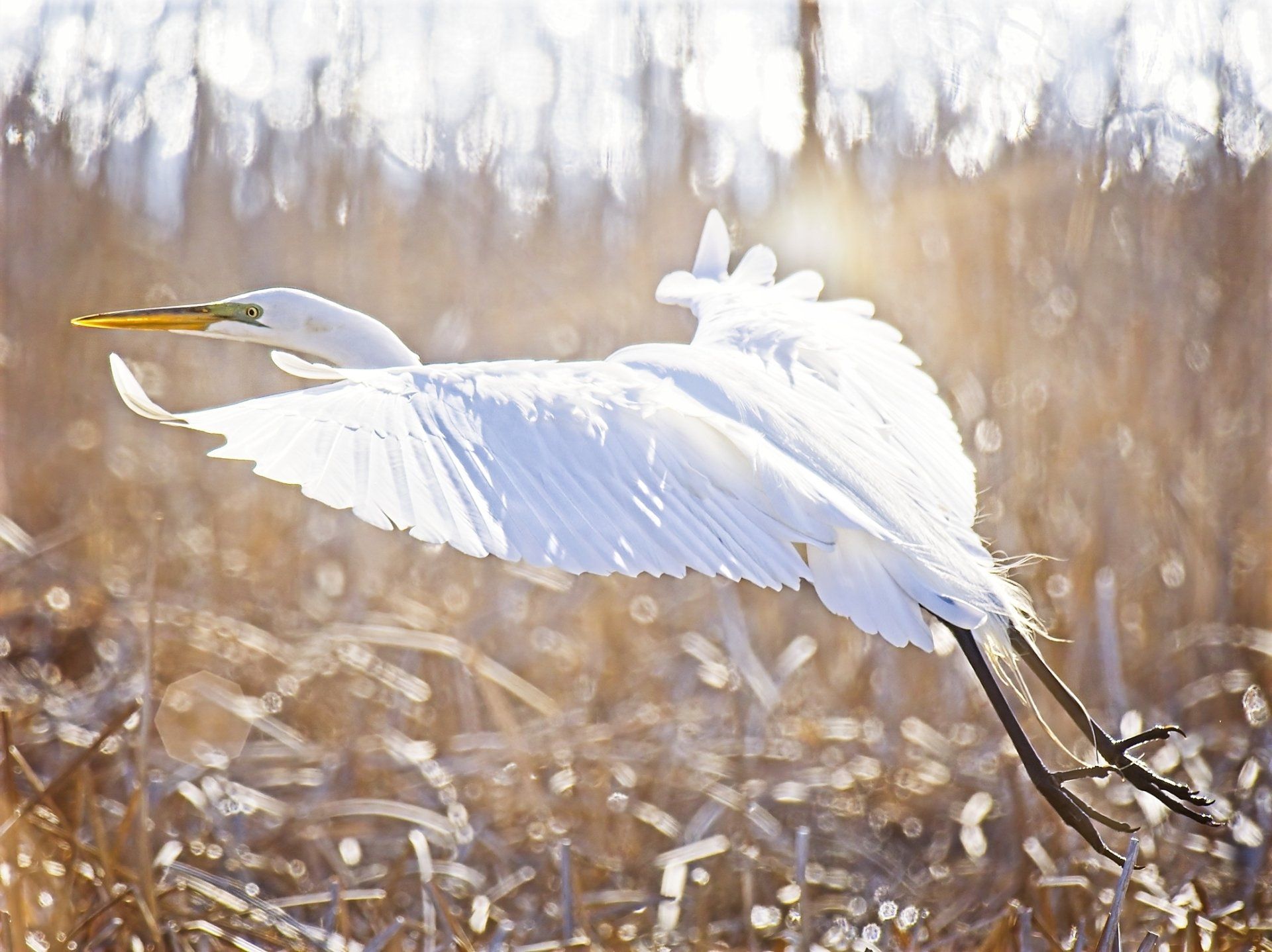 Un oiseau blanc au bec jaune survole un champ.