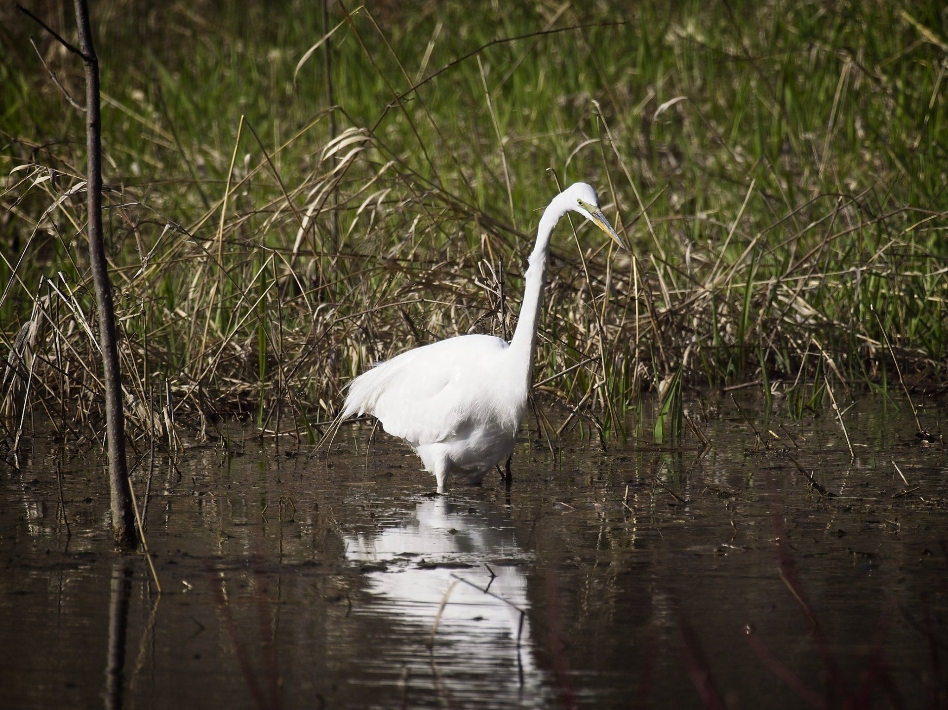 Un oiseau blanc se tient au milieu d'un marais.