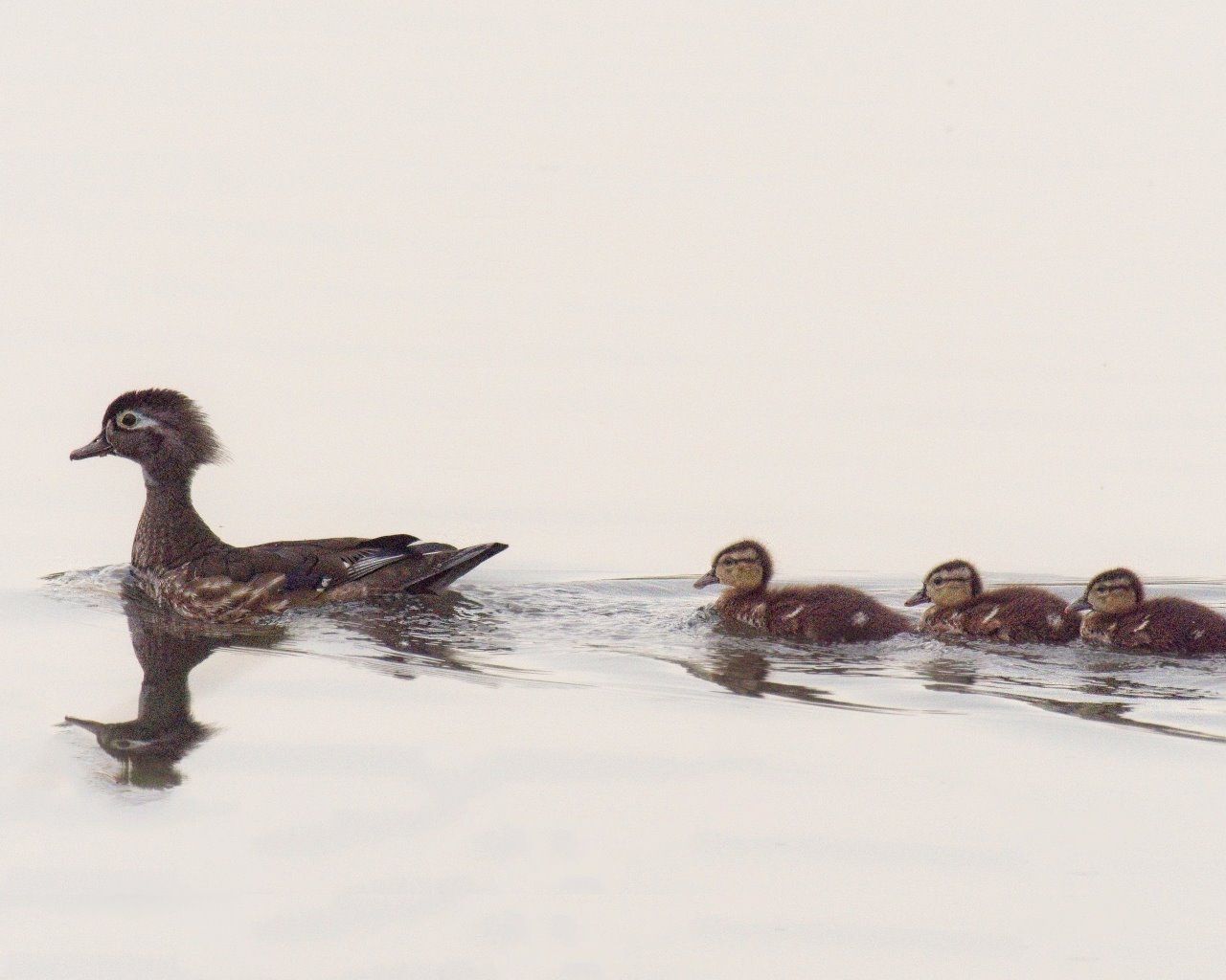 Une mère canard et ses canetons nagent dans l'eau.