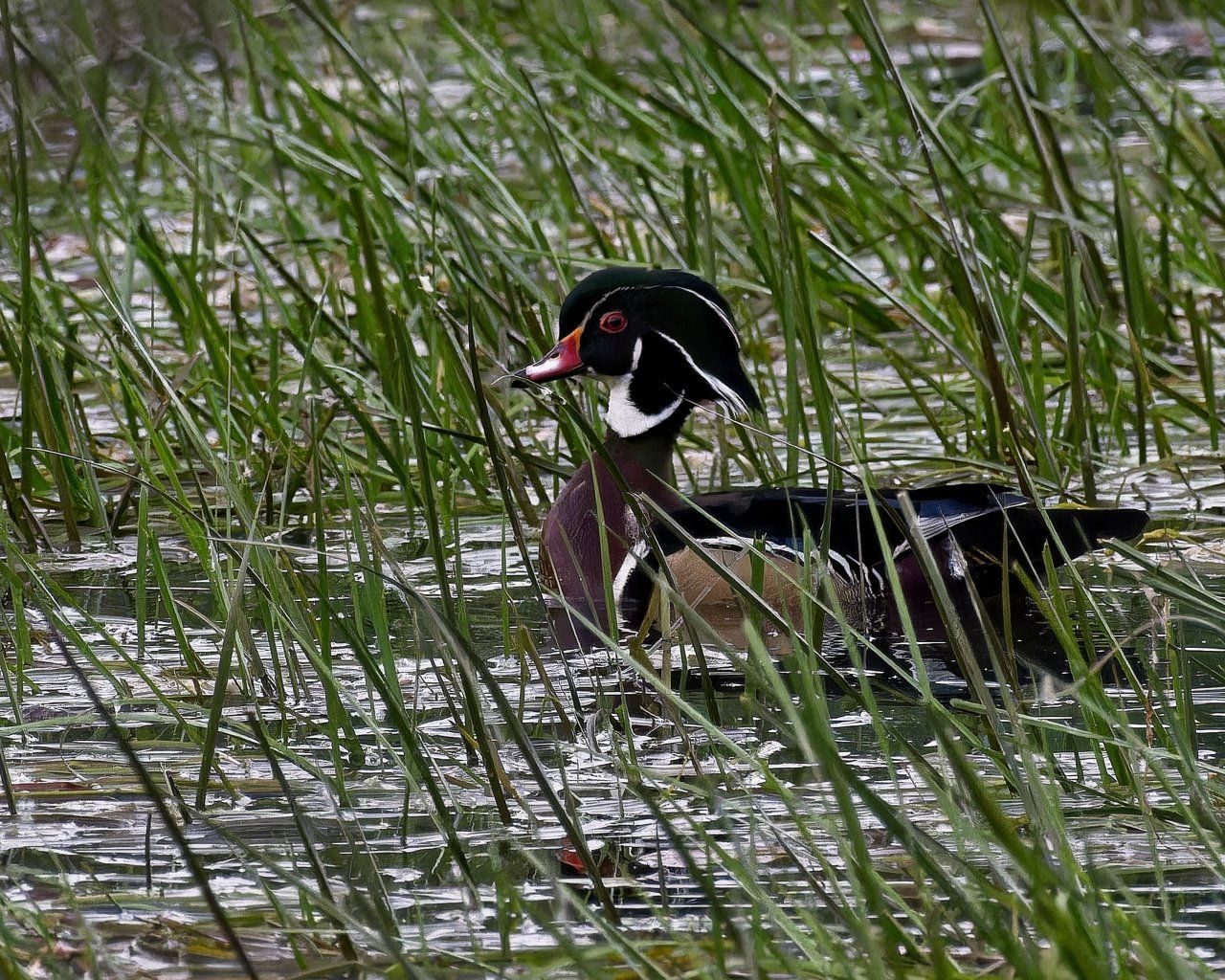 Un canard branchu nage dans un étang entouré d'herbes hautes.