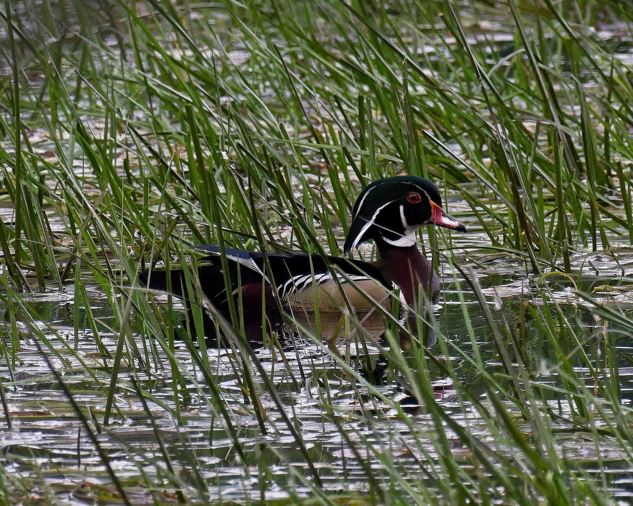 Un canard branchu nage dans un étang entouré d'herbes hautes.