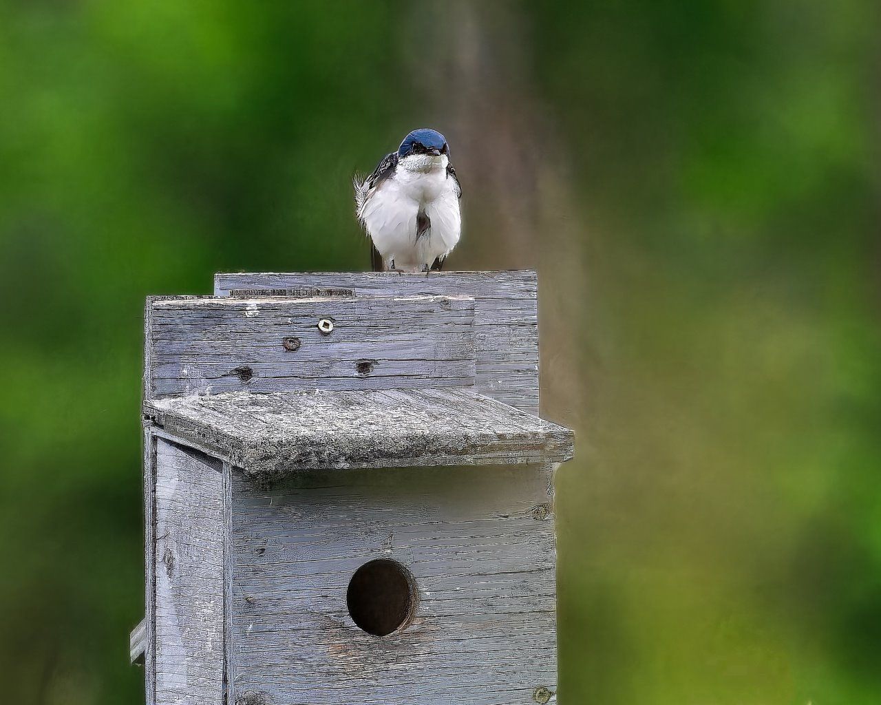 Un oiseau est perché au sommet d'un nichoir.