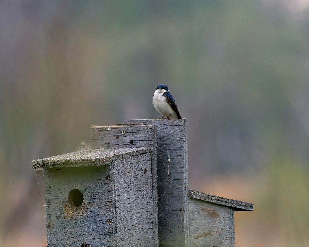 Un oiseau est perché au sommet d'un nichoir.