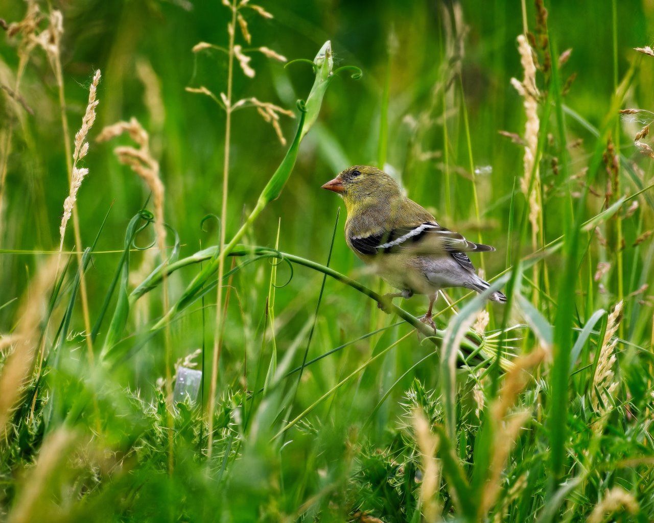 Un petit oiseau est perché sur une branche dans l'herbe.