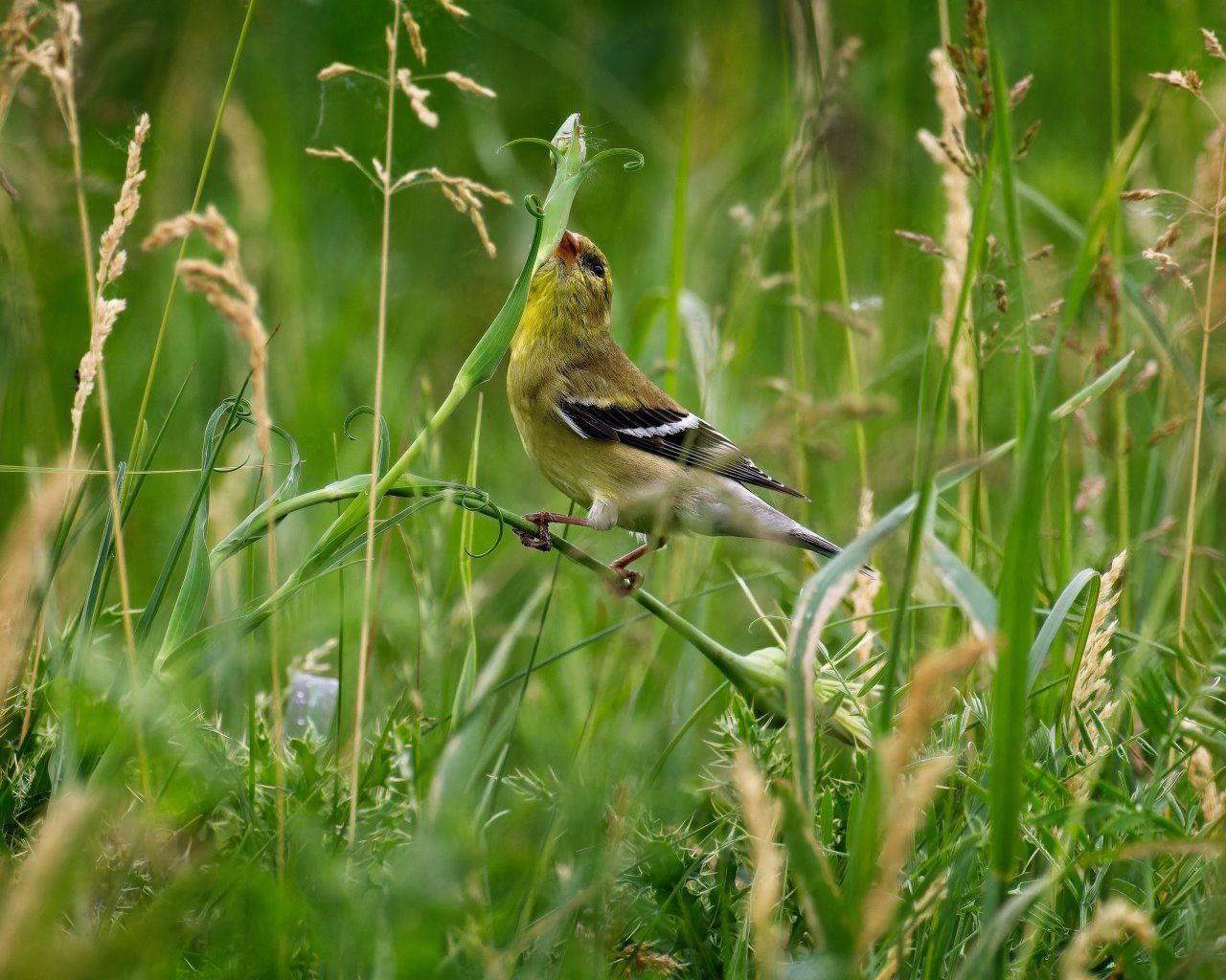 Un petit oiseau perché sur une branche dans l'herbe.