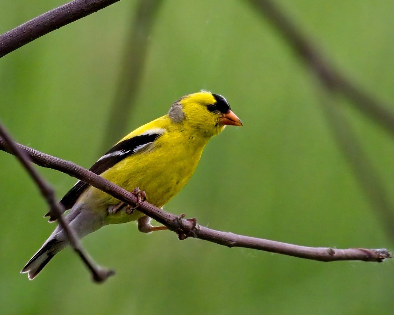 Un oiseau jaune et noir perché sur une branche d'arbre
