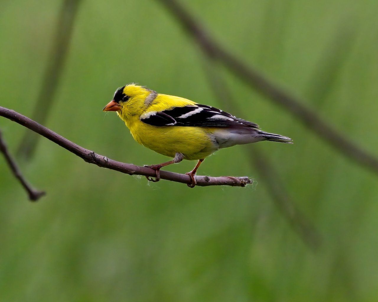 Un oiseau jaune et noir perché sur une branche d'arbre.